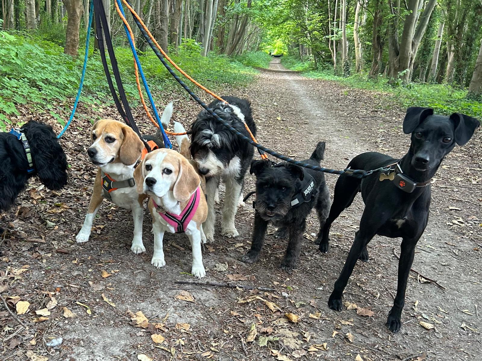 Dog Walking & Puppy Let-Outs