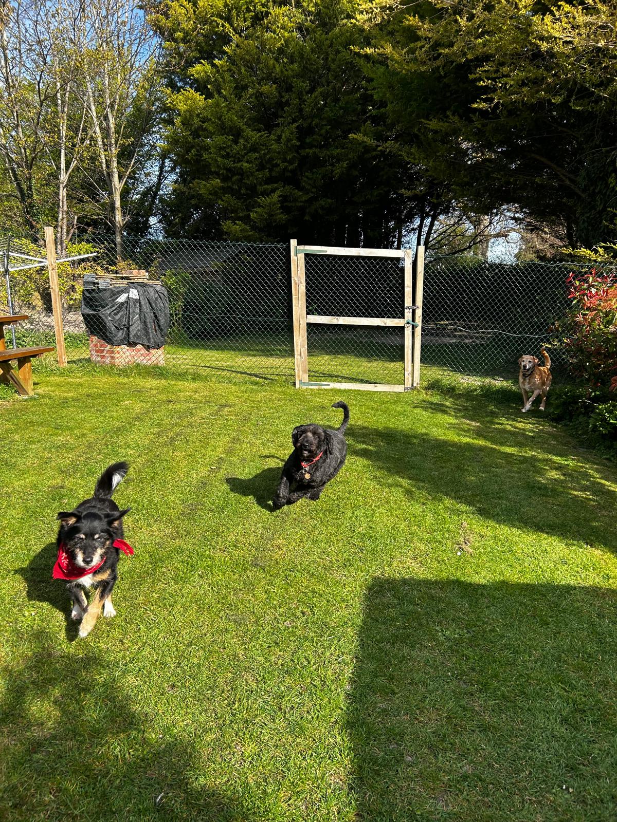 Home Dog Boarding